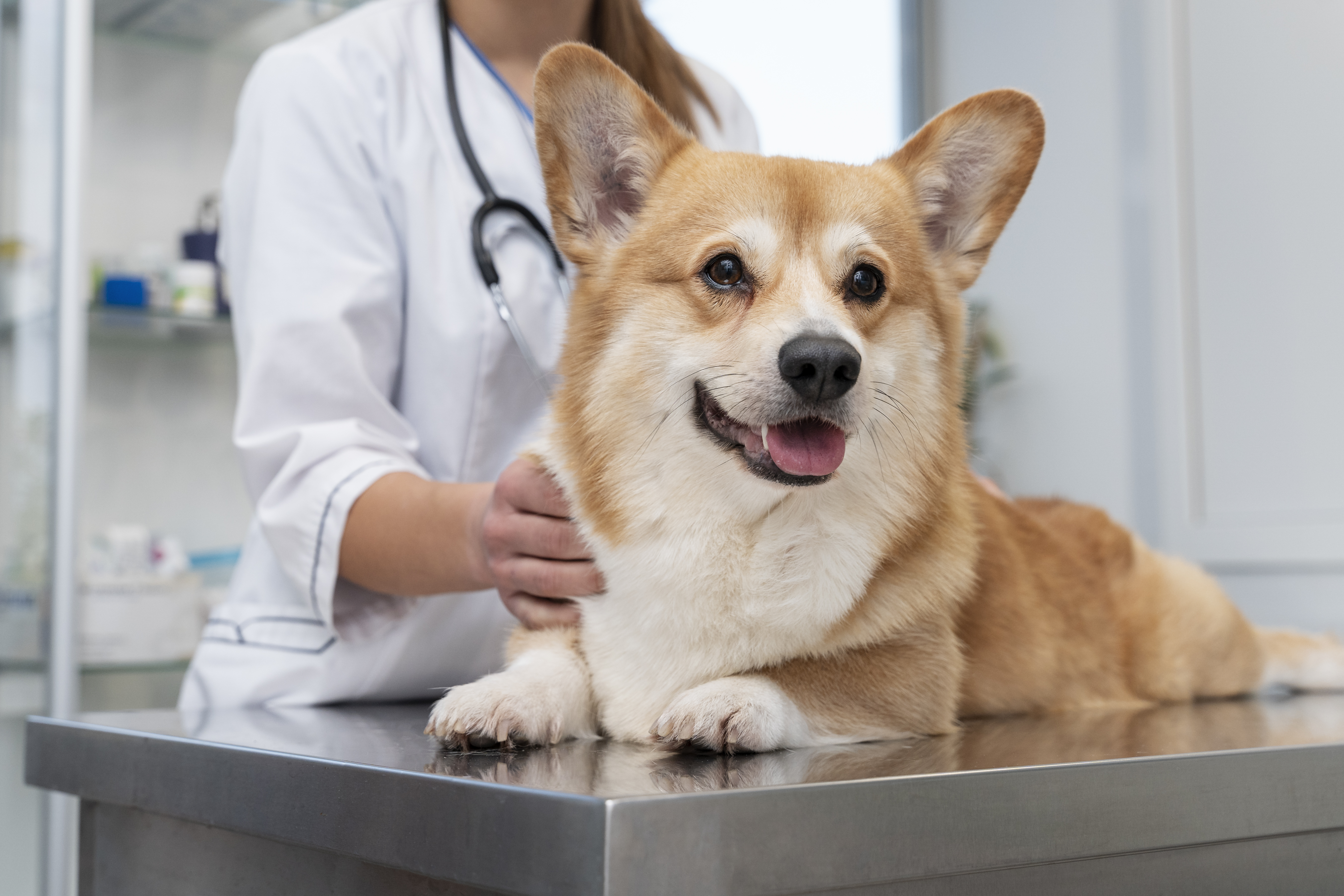 Happy dog at Acacia Veterinary Clinic in Ang Mo Kio